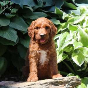 Ryan, Irish Doodle Puppy